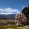 青空と桜２