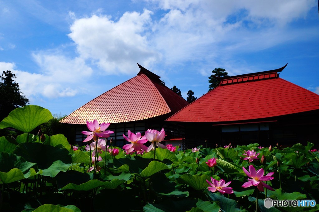 蓮寺