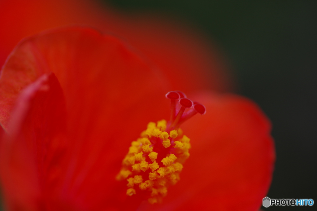 花のささやき