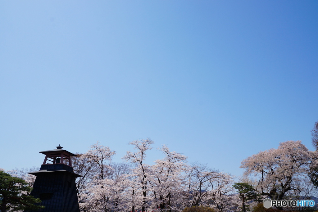 お花見３