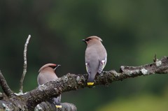 チリチリ、仲良しキレンジャク
