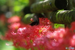 蜜を求めて