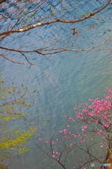 湖面の彩り