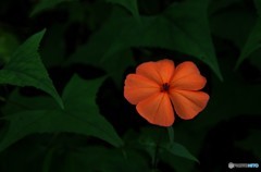 花一輪