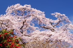 お彼岸ザクラ