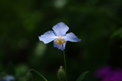 天空の花