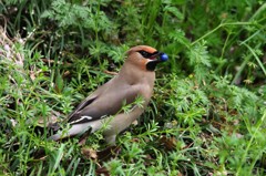 元気玉ゲット！