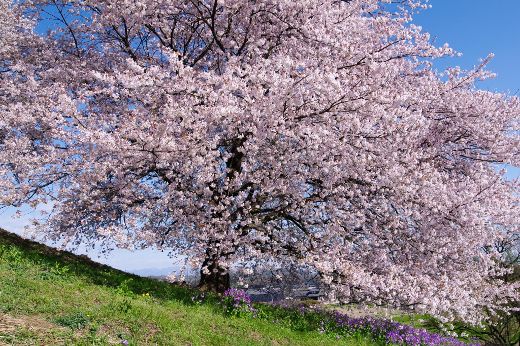 さくら・さくら２