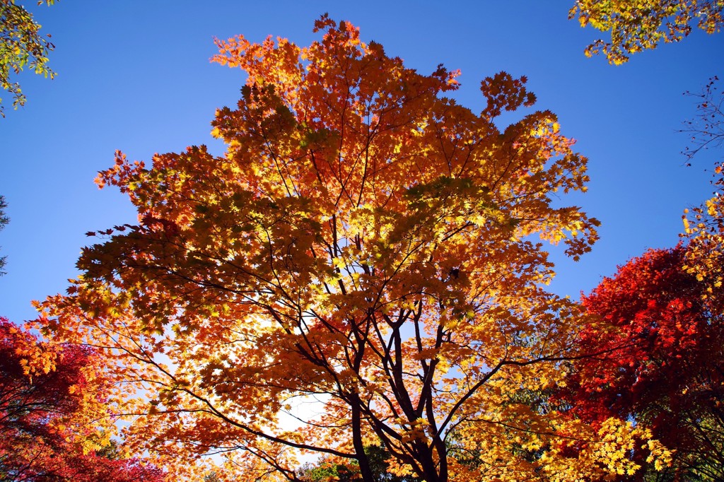 紅葉２