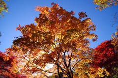 紅葉２