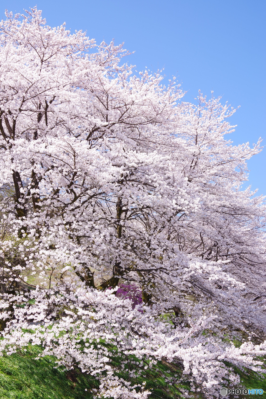 桜巡り３