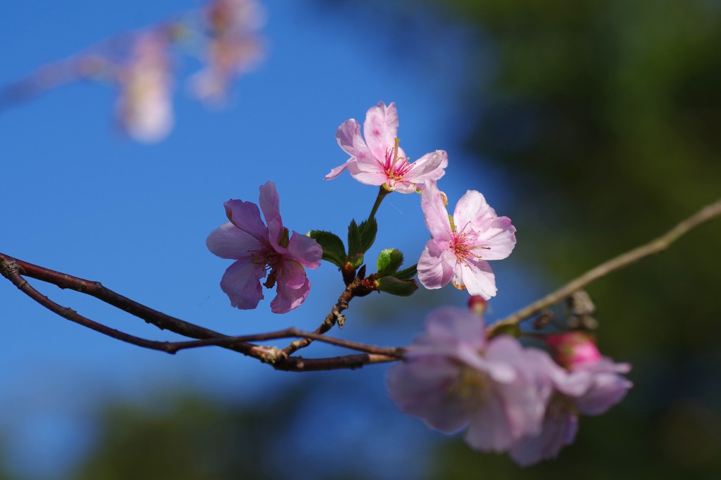 冬桜