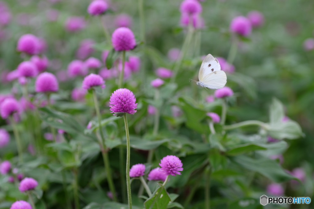 蜜を求めて