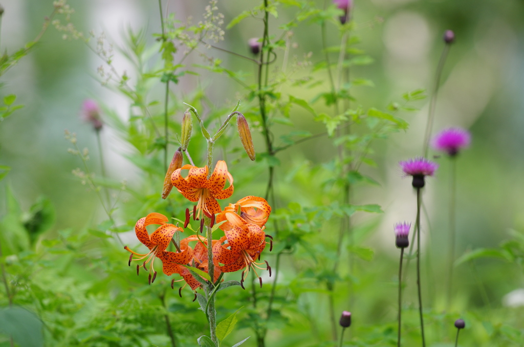 高原の花々