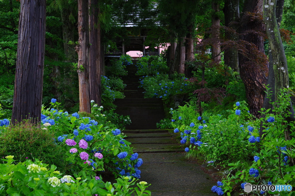 山寺の紫陽花