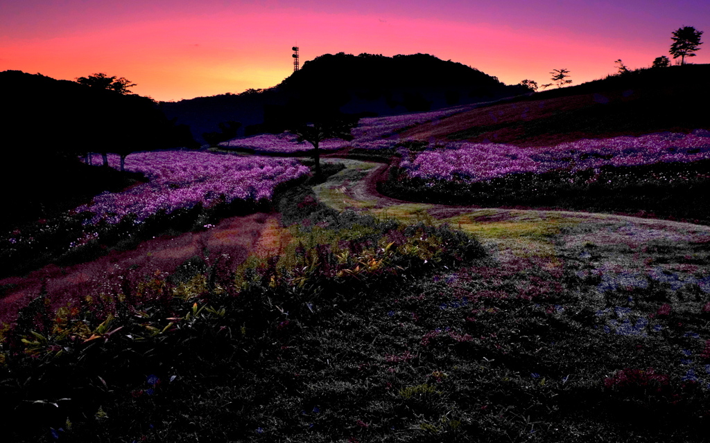 夜明けの花畑