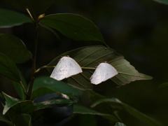 葉の裏の世界(生き抜く)