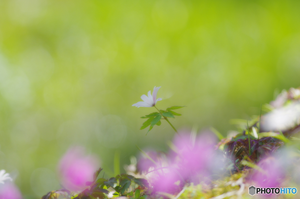花は野のまま３