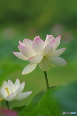 舞妃蓮