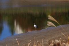 コウノトリ２