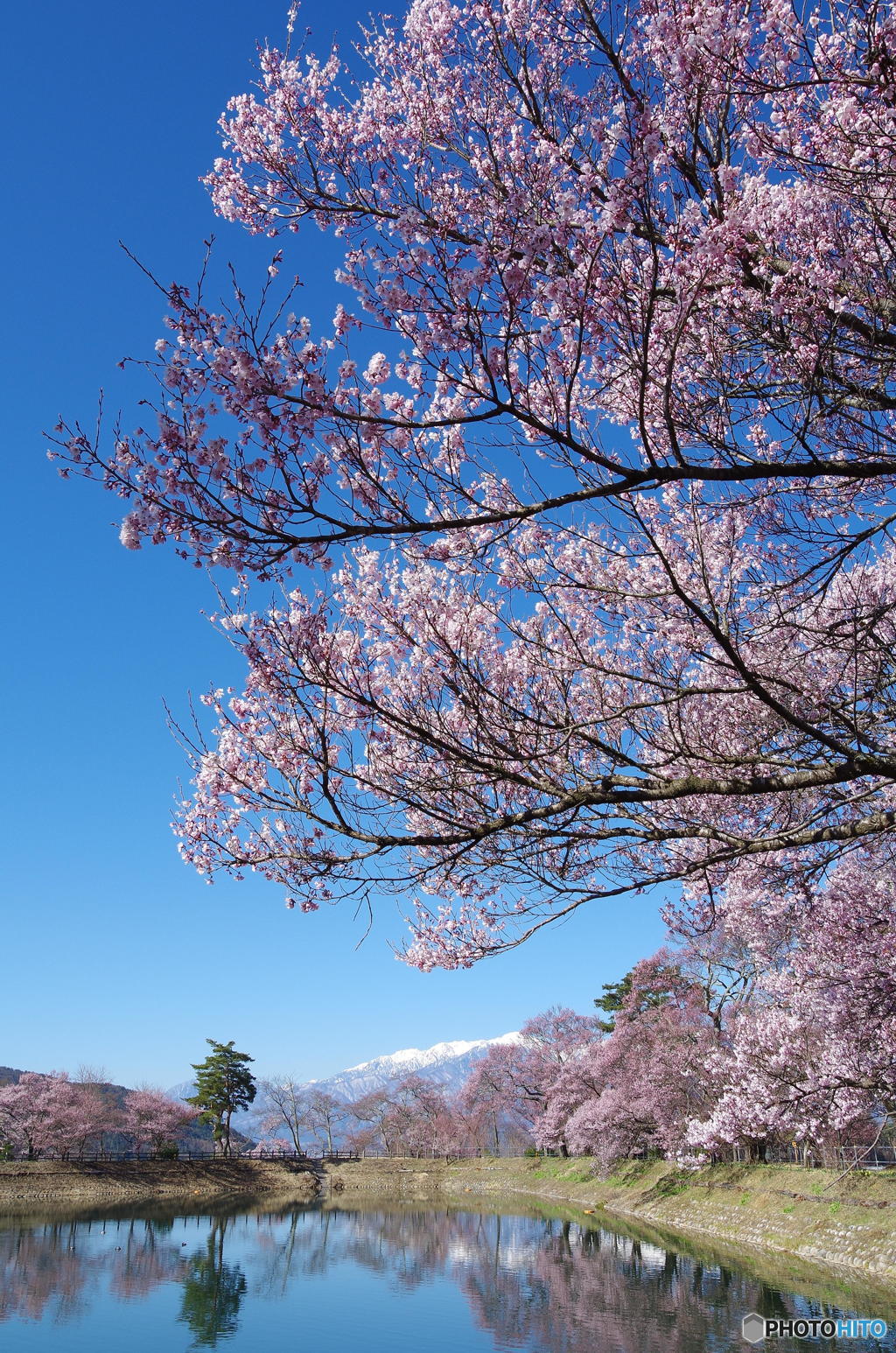 青空と桜