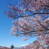 青空と桜