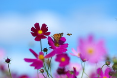 花と蝶と蜂