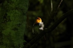 ヒン、カラララ