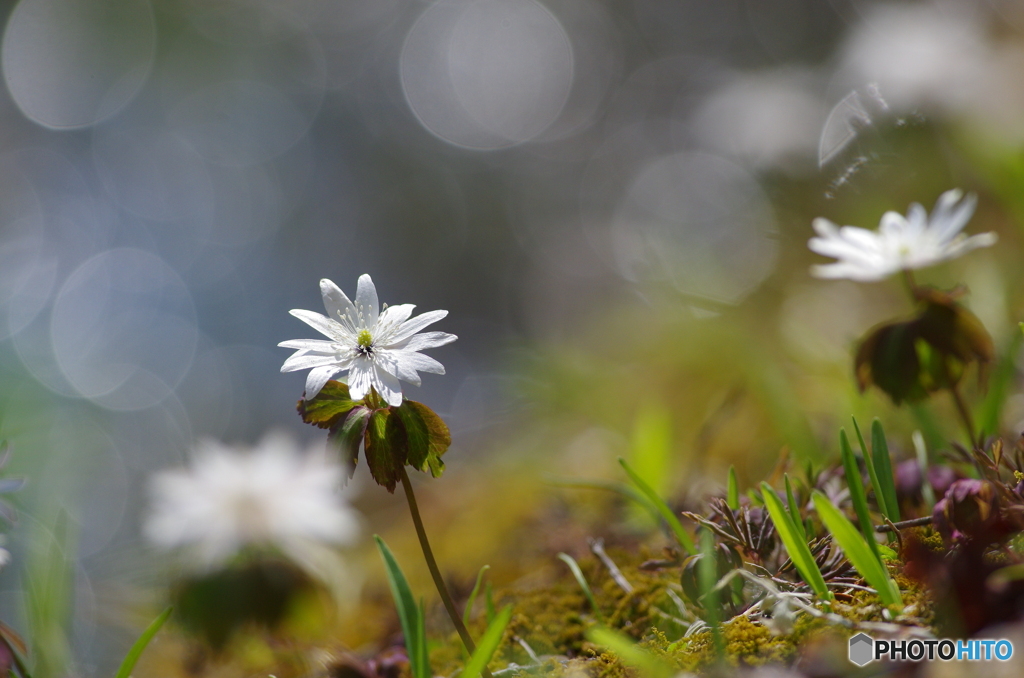 花は野のまま