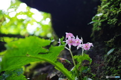 渓流の花