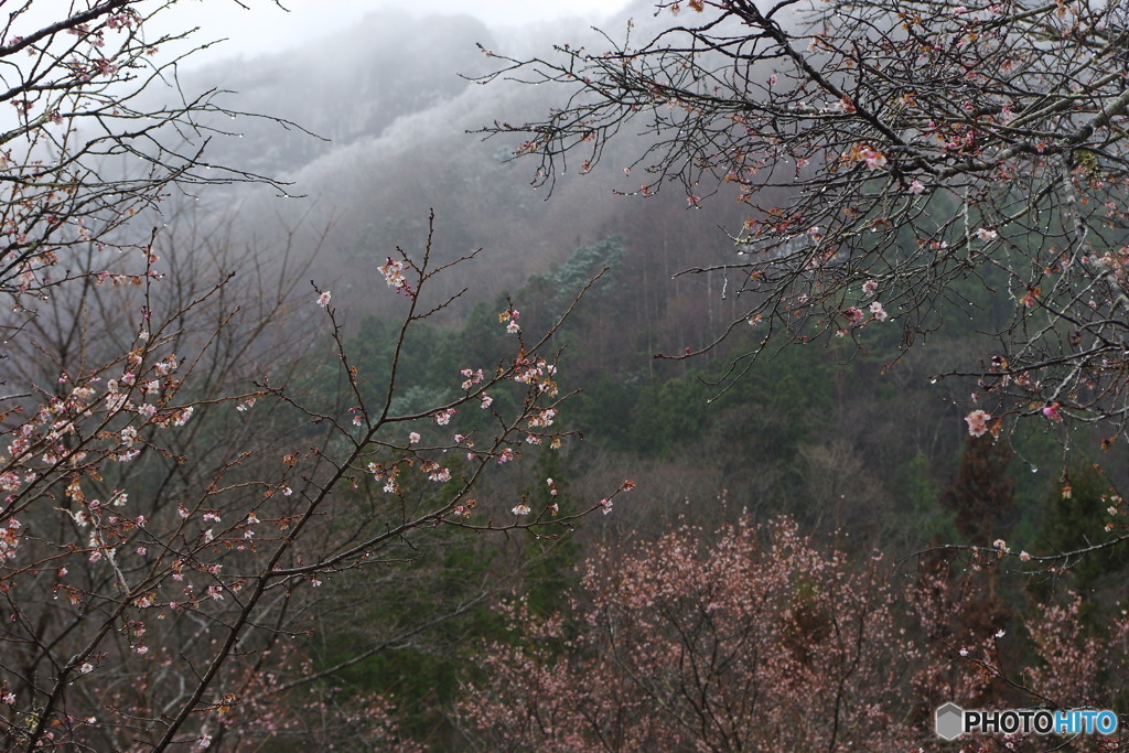 雪見桜