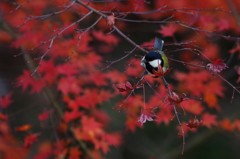 シジュウカラ