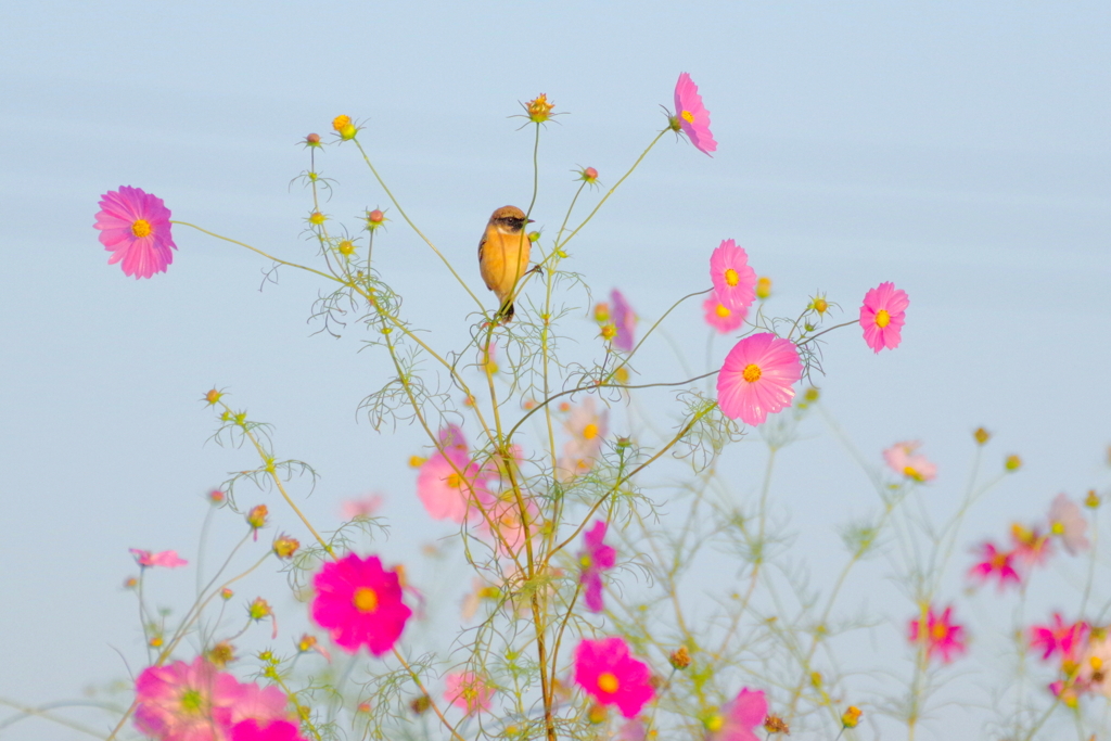 コスモスに揺られて
