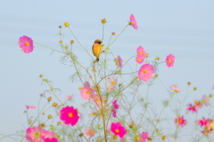 コスモスに揺られて