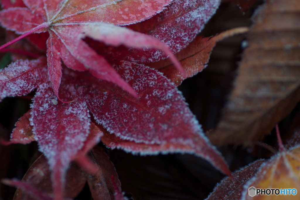 霜紅葉４