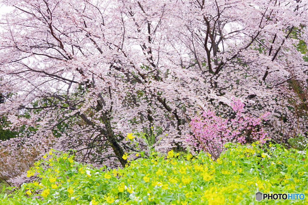 桜景２