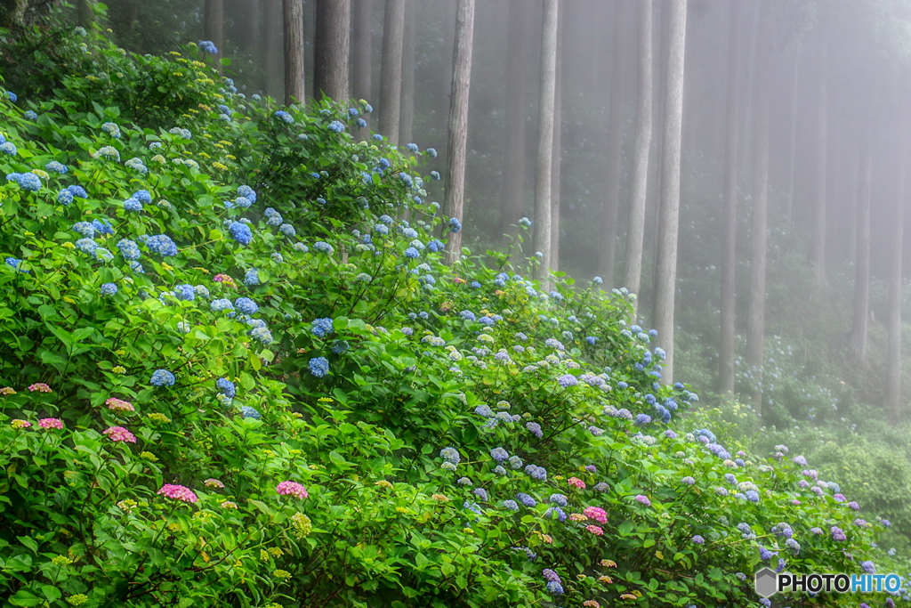 霧の中の紫陽花５