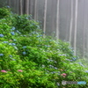 霧の中の紫陽花５
