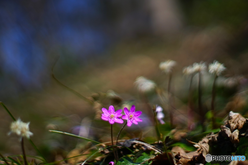 お花畑で