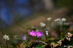 お花畑で