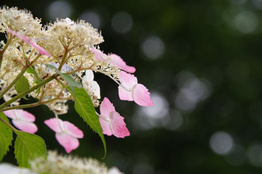 紫陽花３