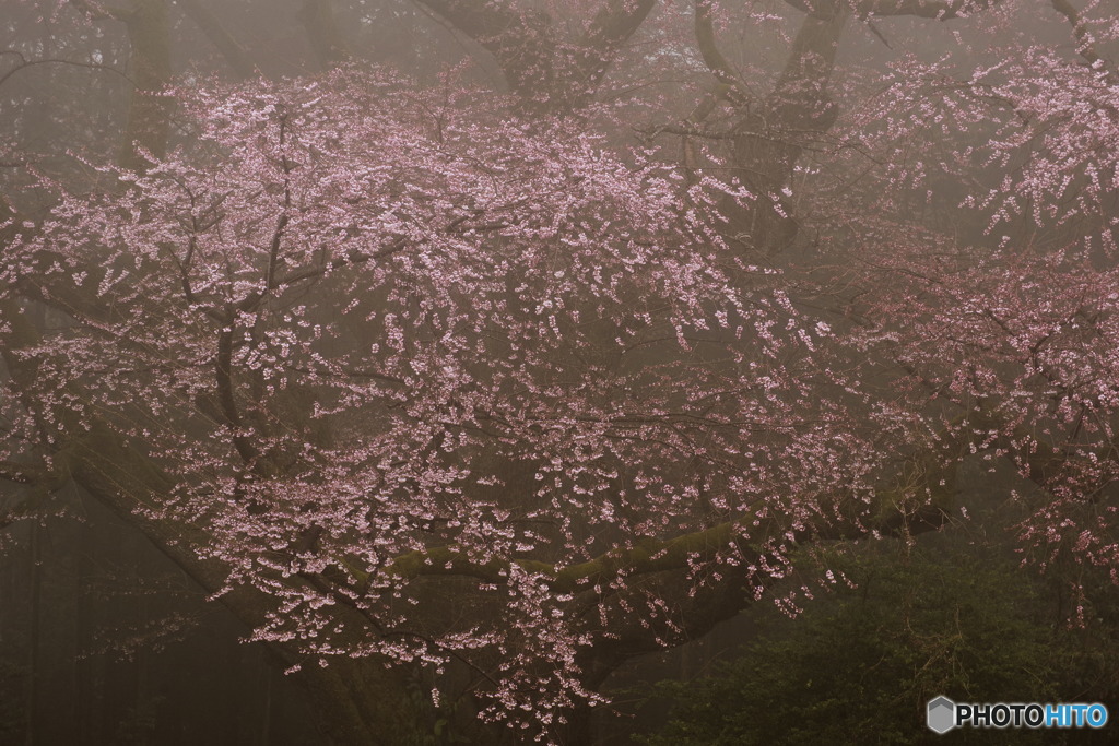 霧のお花見