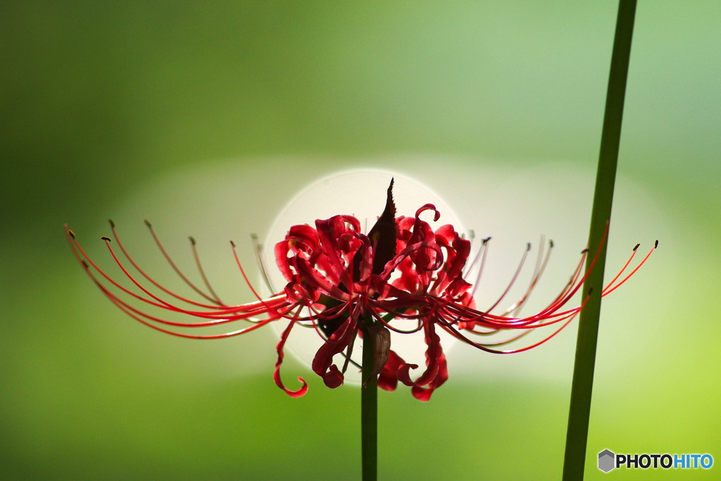 曼珠沙華