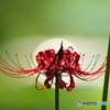 曼珠沙華
