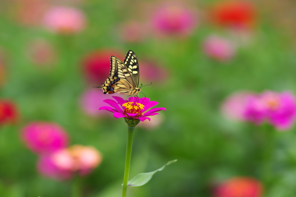 花と蝶２５
