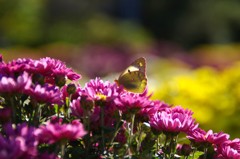 花の上で