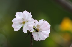 冬桜２