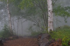 霧の散歩道