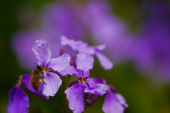 花とミツバチ３