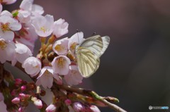 桜と蝶